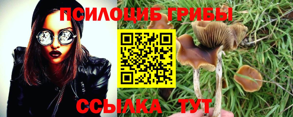 Галлюциногенные грибы Cubensis Мурино